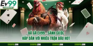 Đá Gà EV99 - Sảnh Cược Hấp Dẫn Với Nhiều Trận Đấu Hot