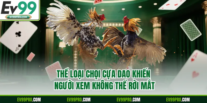 Thể loại chọi cựa dao khiến người xem không thể rời mắt